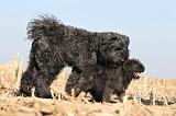 BOUVIER DES FLANDRES 169